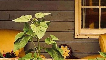 Rumah ini menjadi salah satu dari sekian banyak tempat yang menawarkan bantuan pada tim penyelamat. Disediakan makanan sampai kamar mandi. Foto: Bored Panda