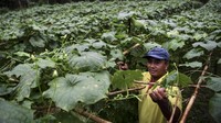 Selain itu juga, ada sebuah kelompok tani yang menerima bantuan untuk budidaya tanaman Gambas atau oyong.