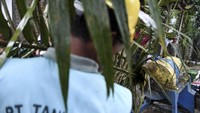 Bahan bakunya berasal dari kotoran sapi, daun kelapa sawit serta ampas dari pengolahan sawit menggunakan peralatan bantuan dari PT Wira Karya Sakti.