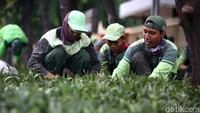 Petugas Suku Dinas Kehutanan Jakarta Pusat saat melakukan penghijauan di sepanjang tortoar Jalan Kramat Raya, Jakarta, Rabu (8/1/2020).