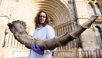 Pameran yang akan menampilkan beragam hewan ajaib dari film Fantastic Beast itu bekerja sama dengan sejumlah pihak, salah satunya Warner Bros yang memiliki versi film yang diadaptasi dari buku besutan J.K Rowling tersebut.