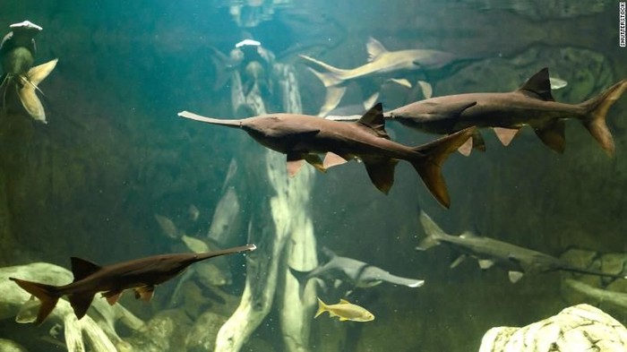 Paddlefish China. Foto: CNN Paddlefish China. Foto: CNN