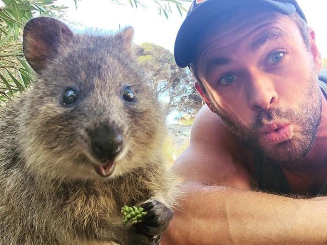Chris Hemsworth dan keluarganya menyumbangkan uang USD 1 juta atau sekitar Rp 13,9 miliar untuk penanganan kebakaran hutan dan lahan di Australia. Kebakaran hutan ini telah menewaskan 24 orang dan jutaan satwa liar. Foto: Instagram