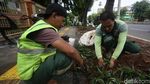 Tanaman Hijau Percantik Trotoar Jl Kramat Raya