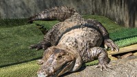 Yang bikin beda, kolam ini punya satwa liar kuda nil. Sedangkan Oniyama punya banyak buaya yang sengaja dibiakkan di sana. (iStock)