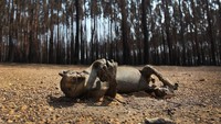 Dilansir dari CNN Indonesia, sekitar setengah dari 50 ribu ekor koala yang bebas penyakit di Pulau Kanguru, Australia, diperkirakan mati akibat kebakaran hutan dan lahan.