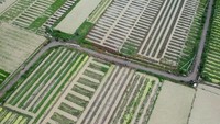 Di Tegal, Jawa Tengah, curah hujan yang deras membuat ratusan hektar sawah di Kelurahan Kalinyamat Kulon terendam banjir. ANTARA FOTO/Oky Lukmansyah.