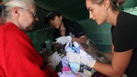 Sejumlah koala yang berhasil diselamatkan mendapat perawatan yang intensif dari petugas.