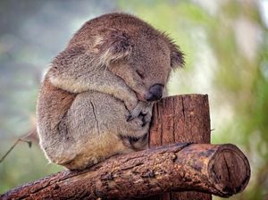Populasi Koala di Wilayah Ini Terlalu Banyak, Apa Dampaknya?