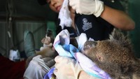 Kebakaran hutan yang terjadi di Australia selama beberapa bulan terakhir ini tentunya membawa dampak yang cukup besar bagi satwa khas Australia tersebut.