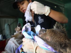 Kasihan Koala...