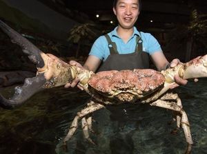 Temuan Seafood Ukuran Jumbo hingga Makanan Sumber Probiotik