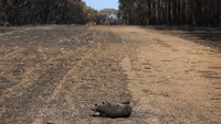 Populasi koala yang berada di Pulau Kanguru, Australia, tersebut diketahui dipersiapkan sebagai bagian dari program pelestarian satwa khas itu untuk masa depan.