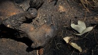 Seekor koala mati terbakar akibat terjebak kebakaran hutan yang tengah melanda sejumlah wilayah di Australia, salah satunya Pulau Kanguru.