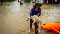 Seorang warga sibuk menyelamatkan ternaknya saat banjir menerjang.