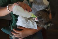 Kasihan Koala