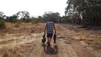 Pulau Kanguru sendiri diketahui sebagai salah satu kawasan pariwisata di Australia yang juga menjadi rumah bagi sejumlah satwa khas, salah satunya koala.