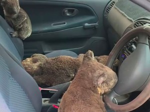 Aksi Remaja Selamatkan Koala Bikin Haru Netizen