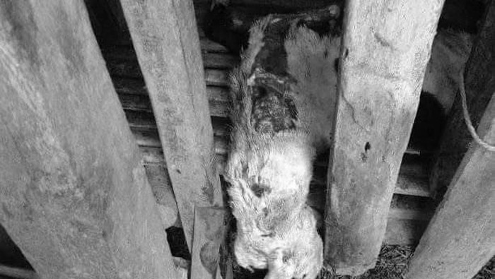 Cegah Teror Serigala Pemangsa Ternak Warga Bandung Barat Gelar