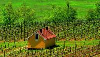 Kebun anggur di Royal Tokaji Wine Company
