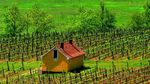 Foto: Penampakan Wine Termahal di Dunia