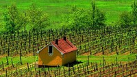 Essencia dibuat di wilayah perkebunan anggur Tokaj, di timur laut Budapest, Hongaria (Foto: Royal Tokaji Wine Company/CNN)