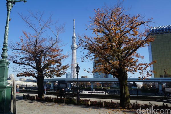 Jika traveler memiliki banyak waktu di Jepang, naiklah ke puncak Tokyo Skytree ini. Terdapat beberapa paket tiket yang bisa dipilih, yaitu ada harga tiket Tokyo Skytree paket combo seharga 3.100 Yen/ Rp 395 ribu (weekday) dan 3.400 Yen/ Rp 434 ribu (weekend) yang sudah mencakup semua lantai. (Syanti/detikcom) Jika traveler memiliki banyak waktu di Jepang, naiklah ke puncak Tokyo Skytree ini. Terdapat beberapa paket tiket yang bisa dipilih, yaitu ada harga tiket Tokyo Skytree paket combo seharga 3.100 Yen/ Rp 395 ribu (weekday) dan 3.400 Yen/ Rp 434 ribu (weekend) yang sudah mencakup semua lantai. (Syanti/detikcom)