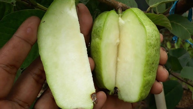 Rekayasa Genetik Hasilkan 5 Buah Ini Tanpa Biji