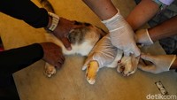 Seekor kucing bersiap untuk diberikan vaksin untuk mengantisipasi maupun mengobati penyakit yang timbul akibat banjir beberapa waktu lalu. Seekor kucing bersiap untuk diberikan vaksin untuk mengantisipasi maupun mengobati penyakit yang timbul akibat banjir beberapa waktu lalu.