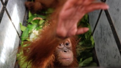 Petugas Gabungan Gagalkan Perdagangan Bayi Orang Utan