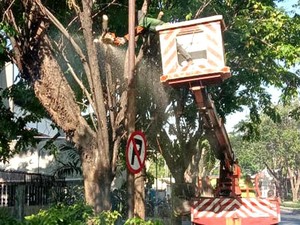 Weekend Ini Pohon 40 Tahun di Surabaya Bakal Dibuat Ramping