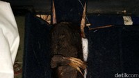 Menurut Ilham, keberadaan jenglot ini menjadi daya tarik bagi pengunjung museum. Terutama bagi para penggemar hal mistis.