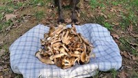 Kalau yang satu ini jamur-jamur hasil tangkapan anjing imut yang berburu bersama majikannya, duh gemas! Foto: Boredpanda