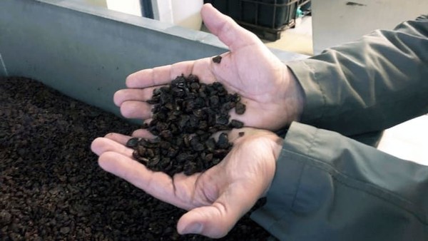Wine manis yang diproduksi di sini bergantung pada botrytis cinerea atau pembusukan mulia. Itu akan mengeringkan anggur pada pokok anggur, mengerut dan menjadi sesuatu yang tampak seperti kismis coklat (Foto: Royal Tokaji Wine Company/CNN) Wine manis yang diproduksi di sini bergantung pada botrytis cinerea atau pembusukan mulia. Itu akan mengeringkan anggur pada pokok anggur, mengerut dan menjadi sesuatu yang tampak seperti kismis coklat (Foto: Royal Tokaji Wine Company/CNN)