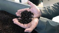 Wine manis yang diproduksi di sini bergantung pada botrytis cinerea atau pembusukan mulia. Itu akan mengeringkan anggur pada pokok anggur, mengerut dan menjadi sesuatu yang tampak seperti kismis coklat (Foto: Royal Tokaji Wine Company/CNN)