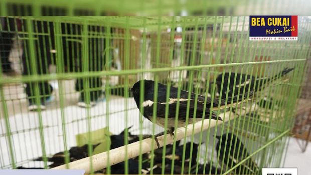 Ya Ampun, Ada Selundupan 440 Burung Kacer dari Malaysia
