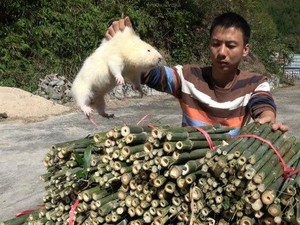 Gara-gara Video Masak di YouTube, Makan Tikus Semakin Populer di China