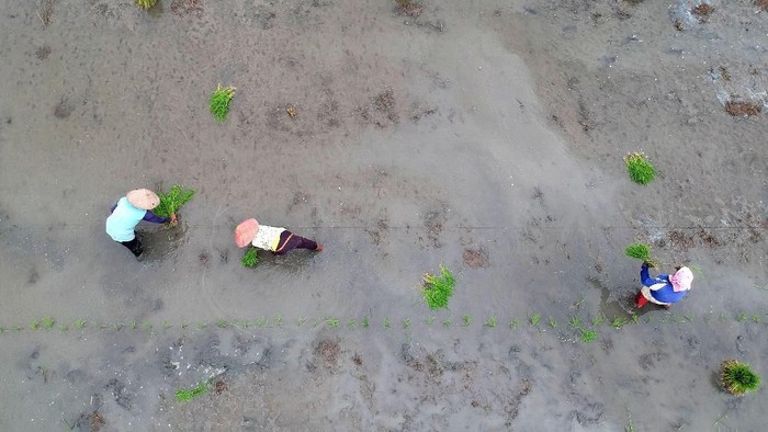 Foto aerial sejumlah petani menanam padi di areal persahawan Desa Pesarean, Kabupaten Tegal, Jawa Tengah, Jumat (10/1/2020). Kementerian Pertanian menargetkan cetak sawah baru naik dari 6.000 hektar pada 2019 menjadi 10.000 hektare pada 2020 dengan mengalokasikan anggaran sebesar Rp200 miliar untuk merealisasikan cetak sawah.  ANTARA FOTO/Oky Lukmansyah/ama.