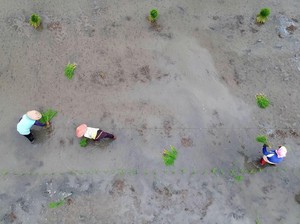Pemerintah Mau Cetak Sawah Baru, Pengamat: Salah Kebijakan!