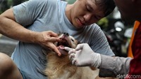 Selain mendapatkan vaksin, para hewan peliharaan tersebut juga akan mendapat pemeriksaan dari dokter hewan. Selain mendapatkan vaksin, para hewan peliharaan tersebut juga akan mendapat pemeriksaan dari dokter hewan.