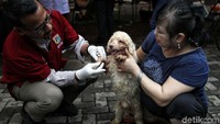 Dokter hewan akan memeriksa berbagai bagian tubuh hewan peliharaan tersebut untuk mengetahui apakah ada penyakit yang menyerang hewan-hewan tersebut dan penanganan yang tepat untuk menyembuhkan hewan-hewan itu. Dokter hewan akan memeriksa berbagai bagian tubuh hewan peliharaan tersebut untuk mengetahui apakah ada penyakit yang menyerang hewan-hewan tersebut dan penanganan yang tepat untuk menyembuhkan hewan-hewan itu.