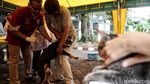 Asyik! Ada Layanan Vaksinasi Gratis Untuk Hewan Terdampak Banjir Asyik! Ada Layanan Vaksinasi Gratis Untuk Hewan Terdampak Banjir