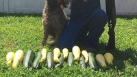  Berhasil memanen sayuran, petani yang satu ini pasang pose menggemaskan dengan anjing peliharaannya. Foto: Boredpanda
