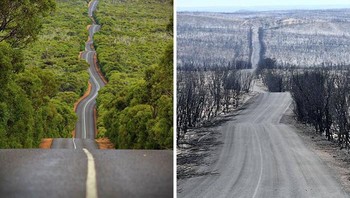 Kangaroo Island atau pulau kanguru sebelum dan sesudah dilalap api. Api membara melumat bagian New South Wales, Victoria dan Western Australia. Foto: Bored Panda