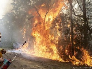 Perubahan Iklim, Kebakaran Hutan Jadi Risiko Global Masa Depan