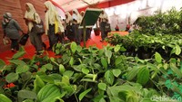 Para pelajar berkeliling untuk melihat rempah-rempah yang pameran.