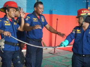 Ular Kobra Menyelinap ke Permukiman Warga di Medan