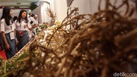 Para pelajar melihat pameran Perjalanan Rempah-rempah Indonesia yang digelar di Rakernas PDIP.