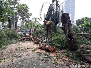 Tidak Ditebang, 377 Pohon Terdampak Flyover Purwosari Solo Dipindahkan