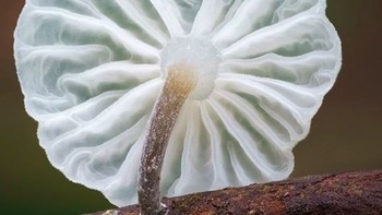 Foto: Instagram @marin_mushrooms via Brainberries